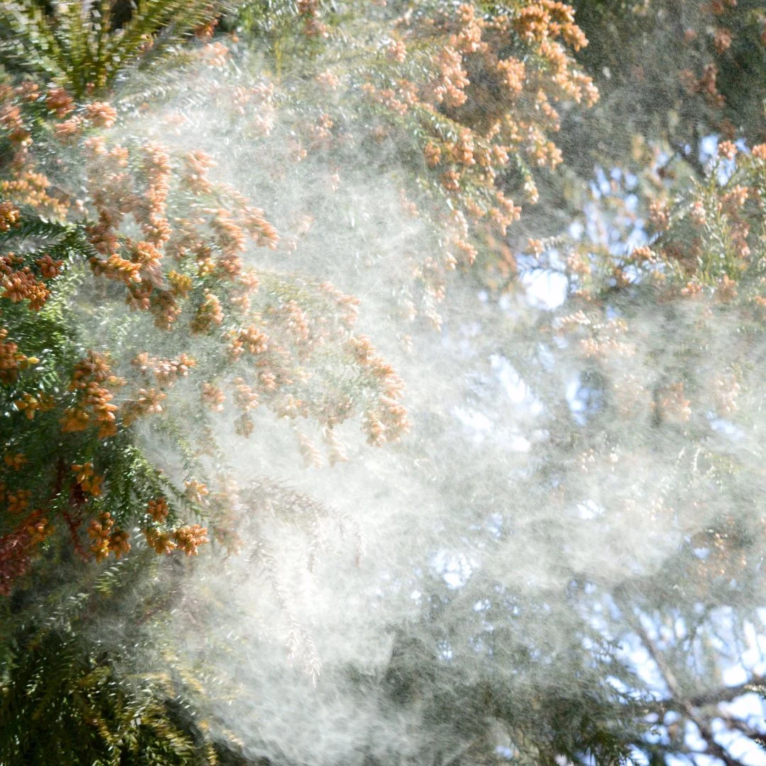 pollen from trees
