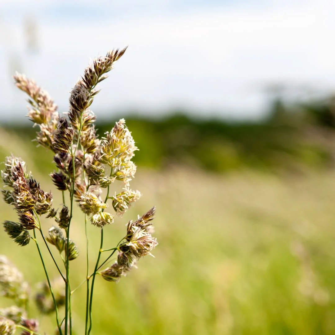 ragweed